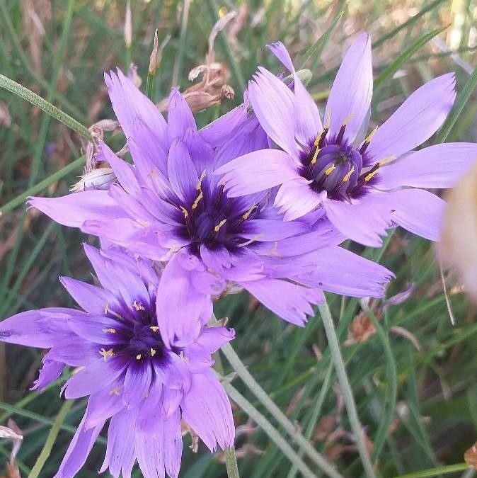 Catananche caerulea L.