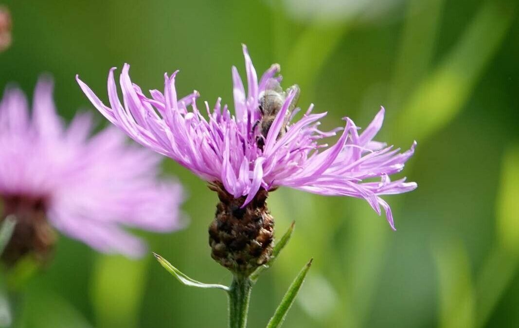 Centaurea jacea L.