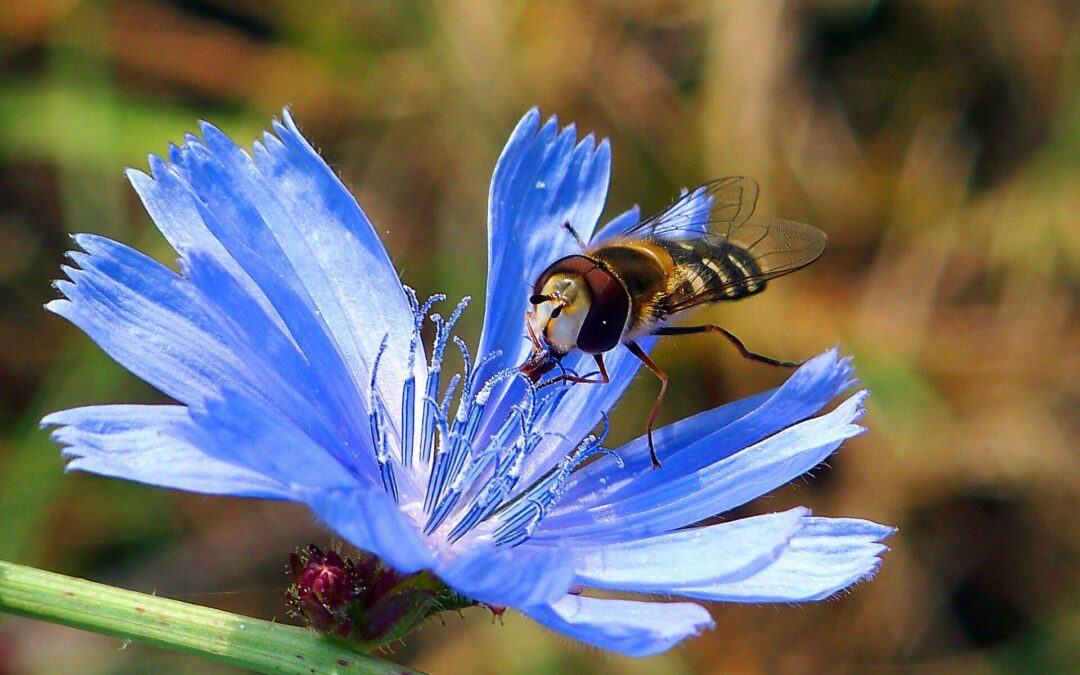 Cichorium intybus L.
