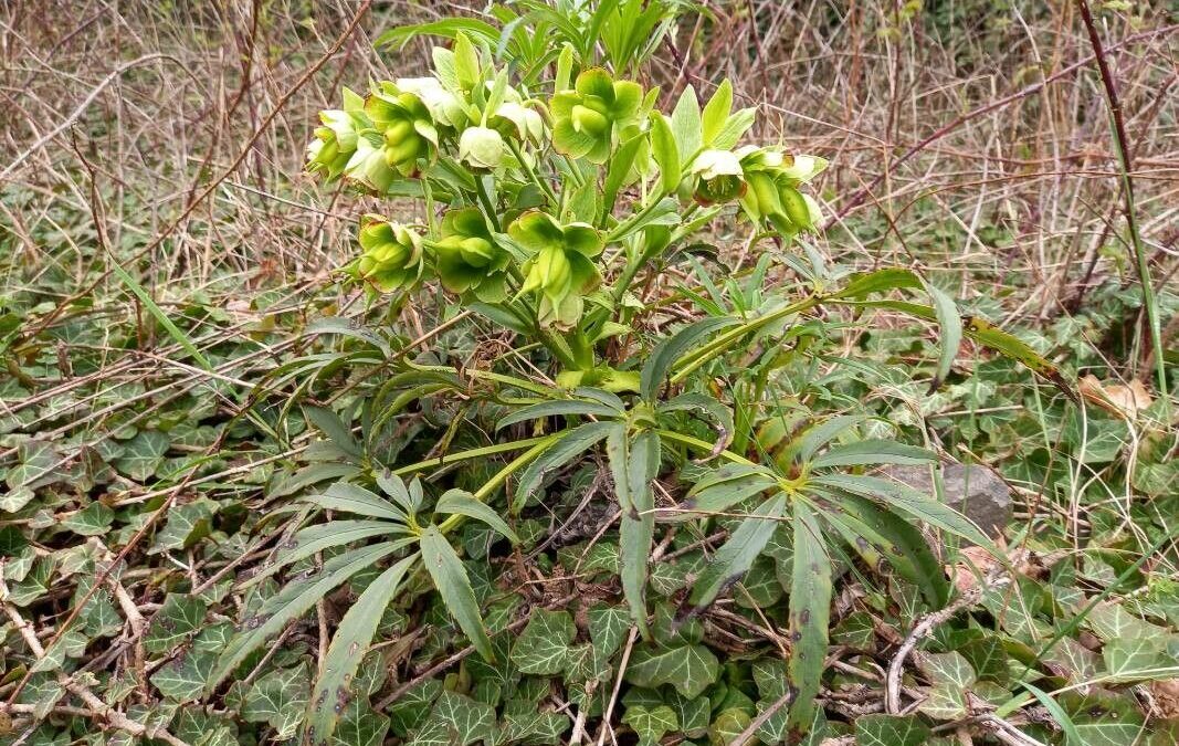 Helleborus foetidus L.