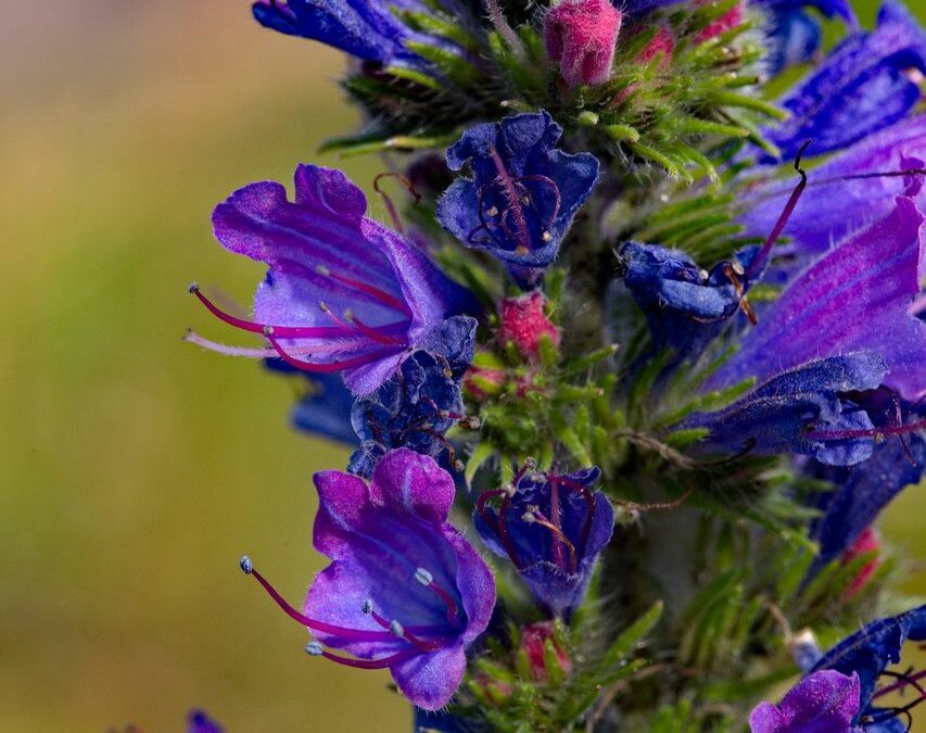 Echium vulgare L.