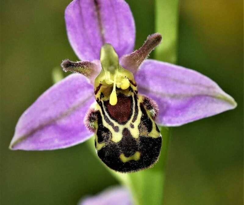 Ophrys apifera Huds.