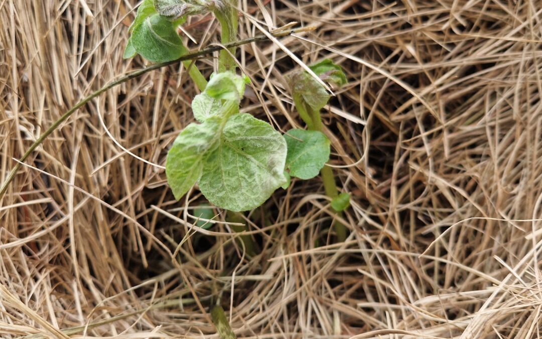 🥔 Chantier Patates : Mission « Germination » accomplie !