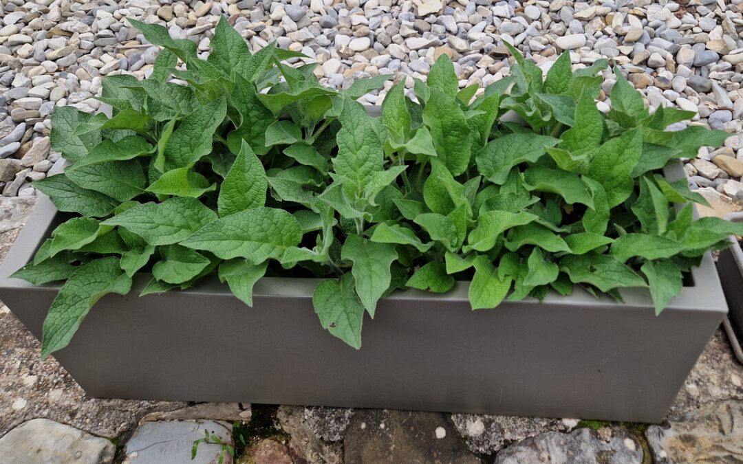 🌿 Duplication de Consoudes : La magie de la multiplication !