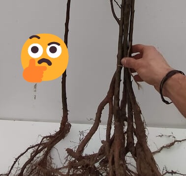 🌳 Arbres sans étiquette, mais avec un grand cœur !